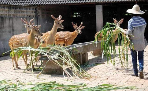 申論熱點：禁食野生動物要避免誤傷養殖業
